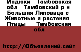 Индюки - Тамбовская обл., Тамбовский р-н, Большая Липовица с. Животные и растения » Птицы   . Тамбовская обл.